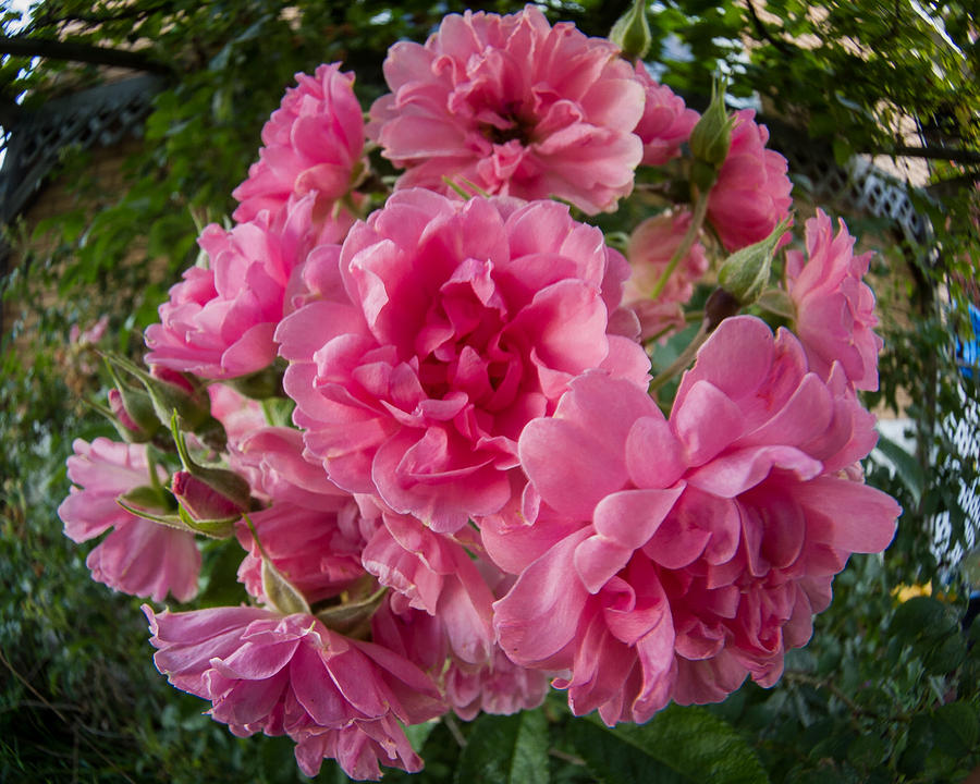 Fisheye Photograph - Fisheye Rose by Carl Engman Fisheye Photograph - Fisheye Rose by Carl Engman