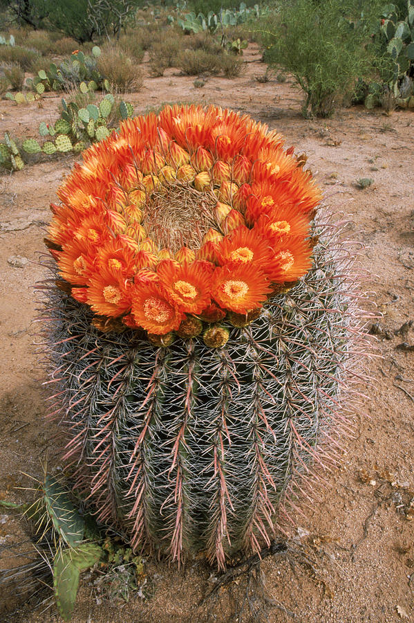 Fishhook Barrel Cactus Photograph by Craig K. Lorenz