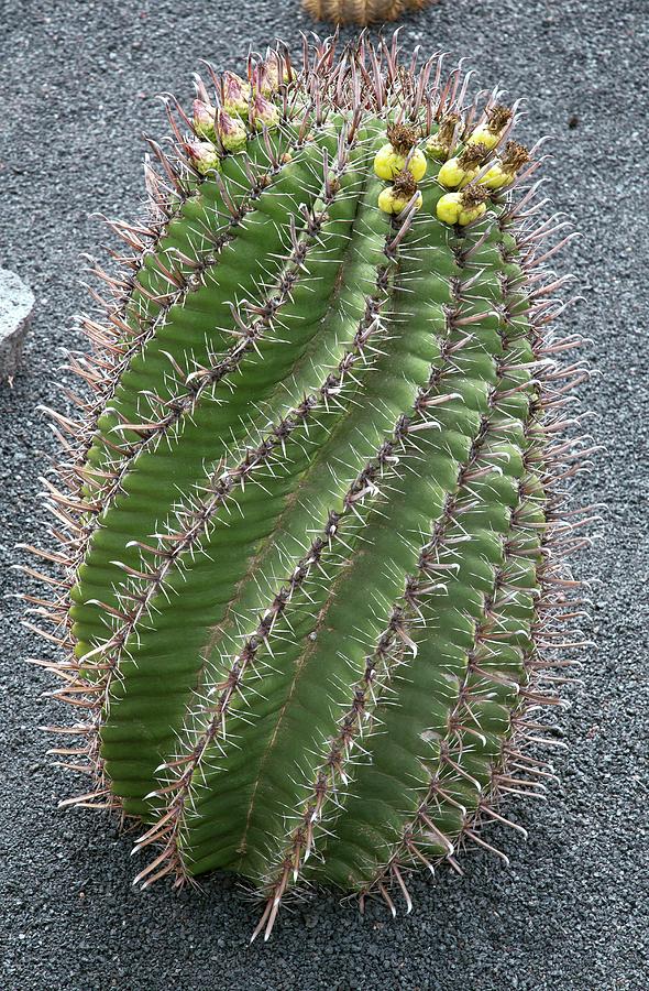 Fishhook Barrel Cactus (ferocactus Herrerae) by Bob Gibbons/science Photo  Library