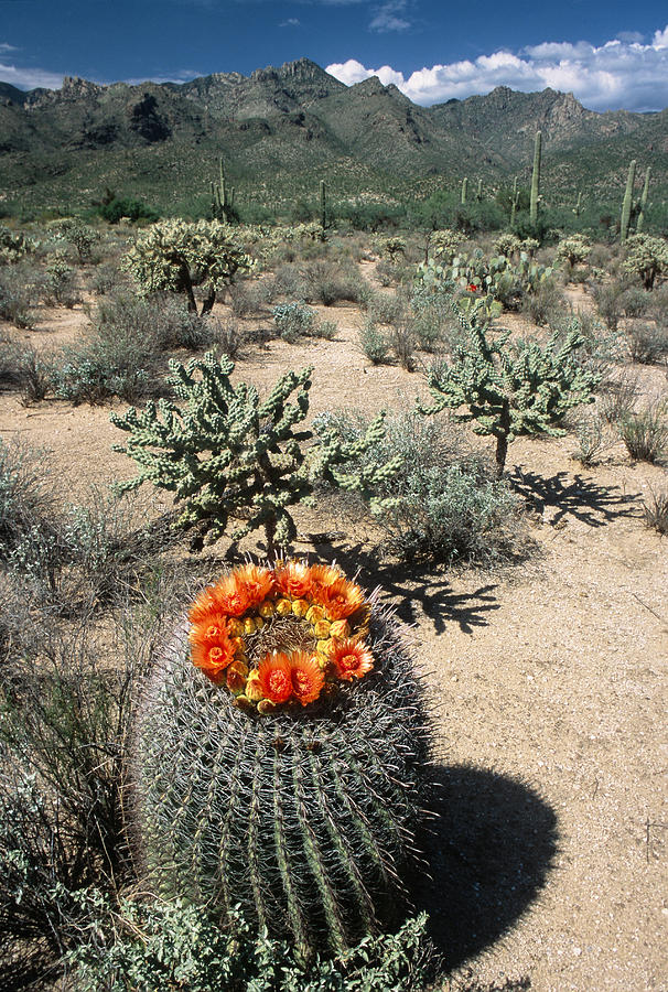 Fishhook Barrel Cactus Flowers Photograph by Craig K. Lorenz