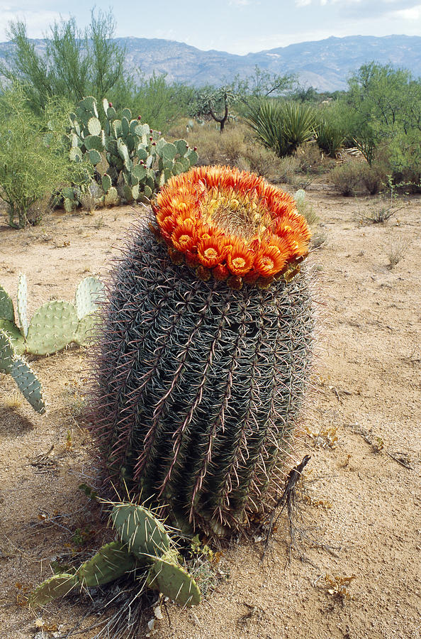 Fishhook Barrel Cactus Photograph by Gerald C. Kelley