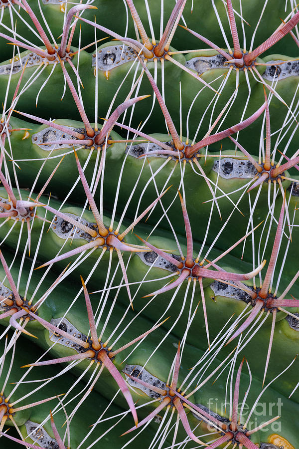Fishhook Barrel Cactus Photograph by John Shaw