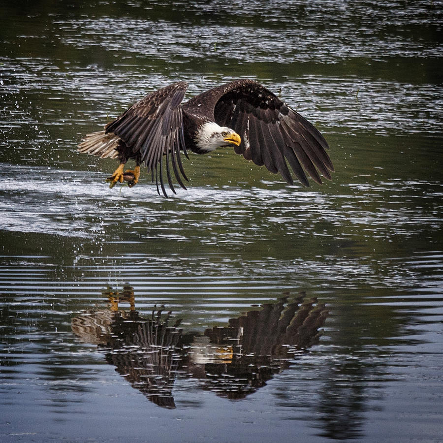 Fishing Bald Eagle Photograph by Wes and Dotty Weber