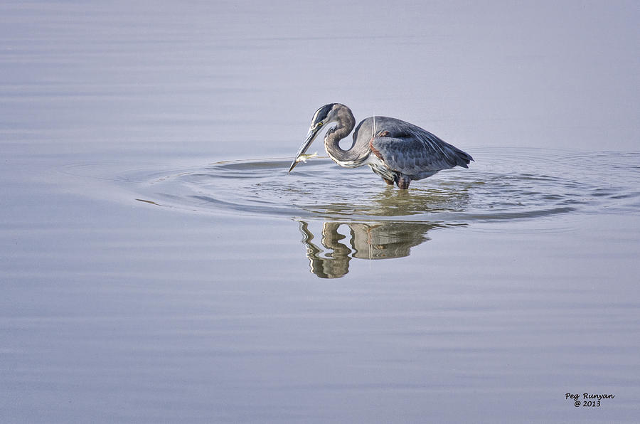Fishing Bird Photograph by Peg Runyan