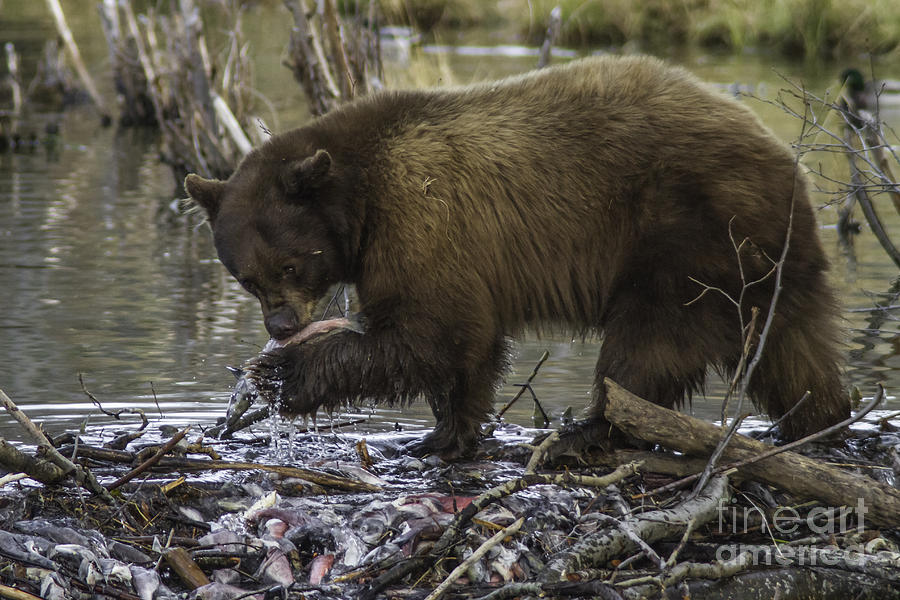 Fishing Black Bear Photograph by Mitch Shindelbower