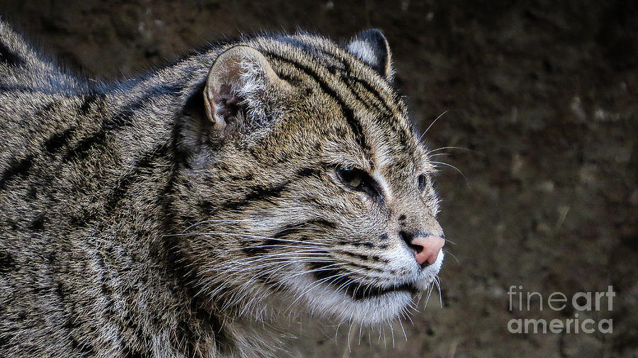 San Diego Zoo Photograph - Fishing Cat 0248 by Stephen Parker