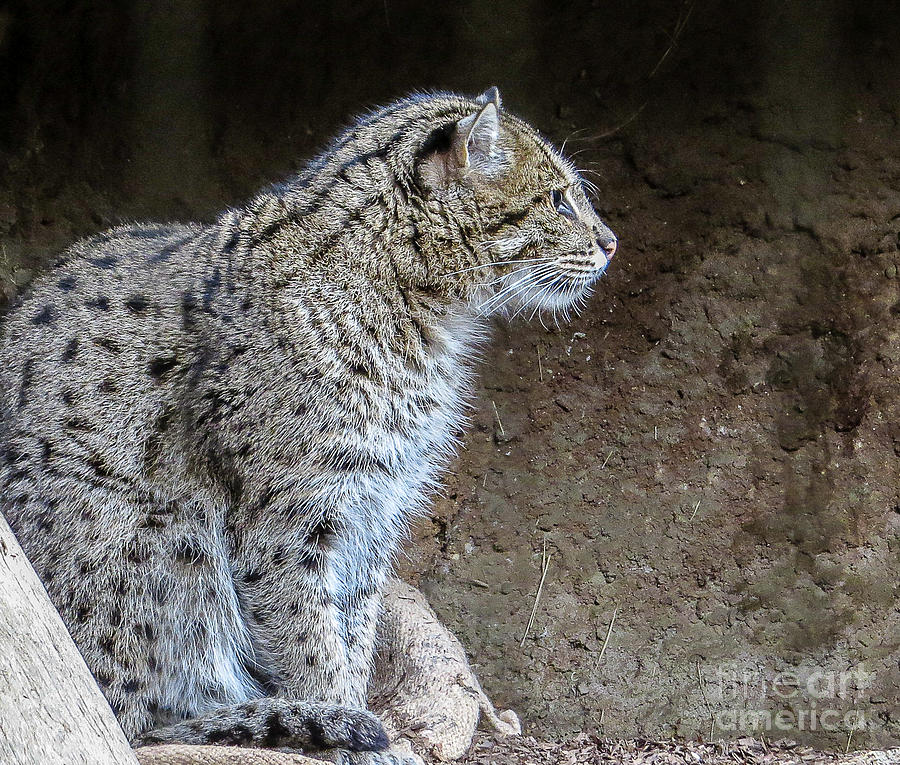San Diego Zoo Photograph - Fishing cat 0251 by Stephen Parker