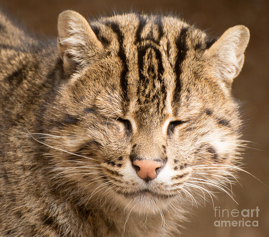 San Diego Zoo Photograph - Fishing cat A1808 by Stephen Parker