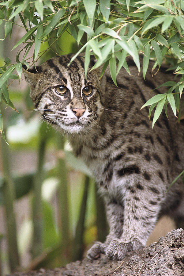 Fishing Cat Portrait Photograph by San Diego Zoo
