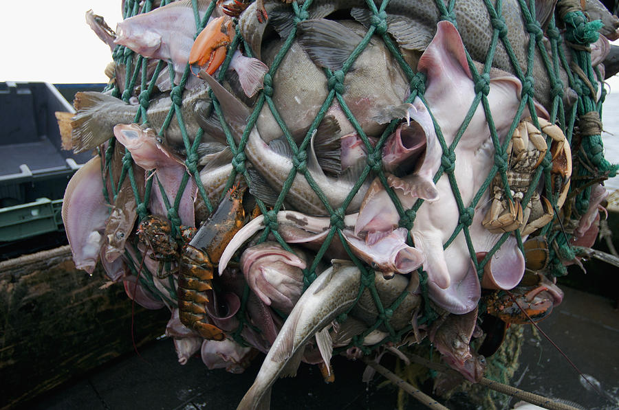 Fishing Dragger Hauls In Net Full Photograph by Jeff Rotman