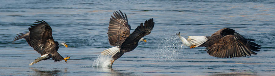 Fishing Eagle Style Photograph by Angie Vogel