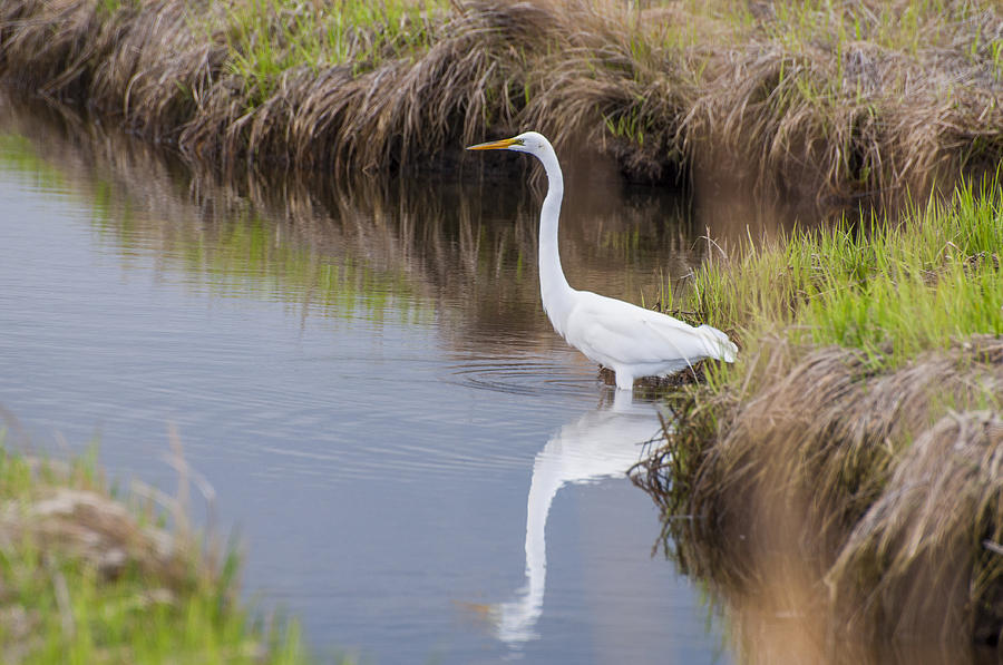 Fishing Egret Photograph by Cathy Kovarik