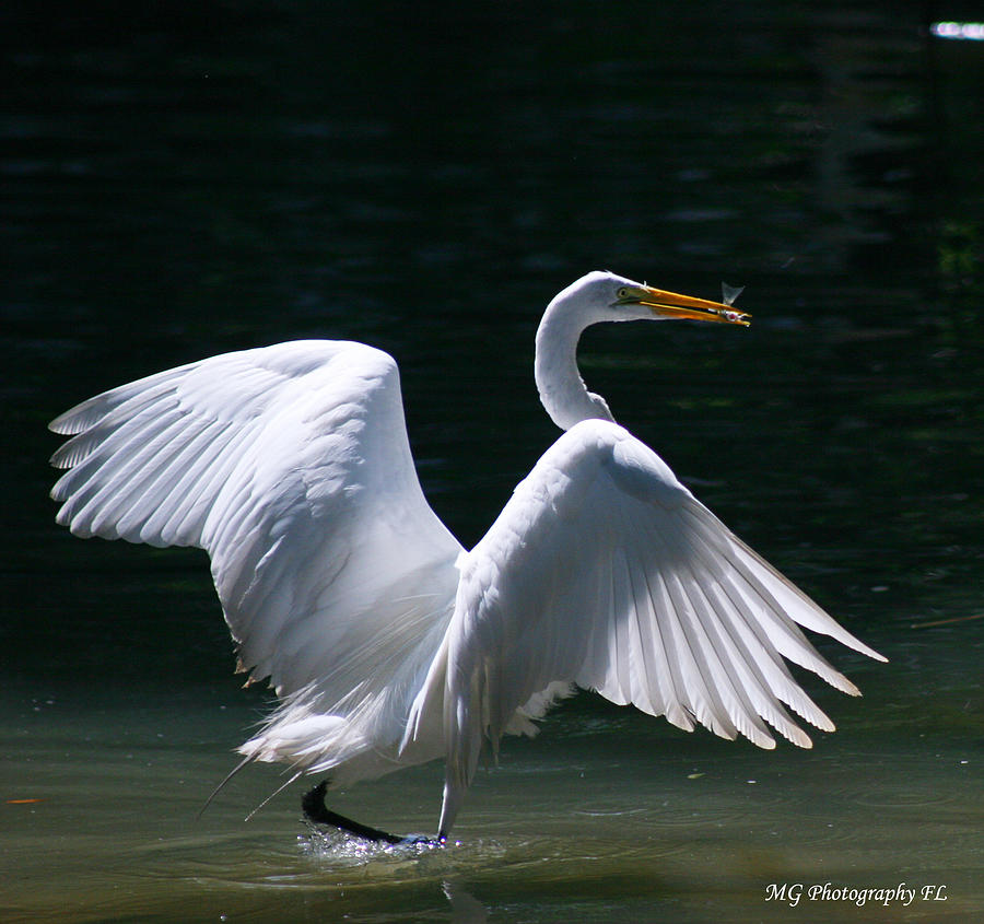 Bird Photograph - Fishing Egret by Marty Gayler Bird Photograph - Fishing Egret by Marty Gayler