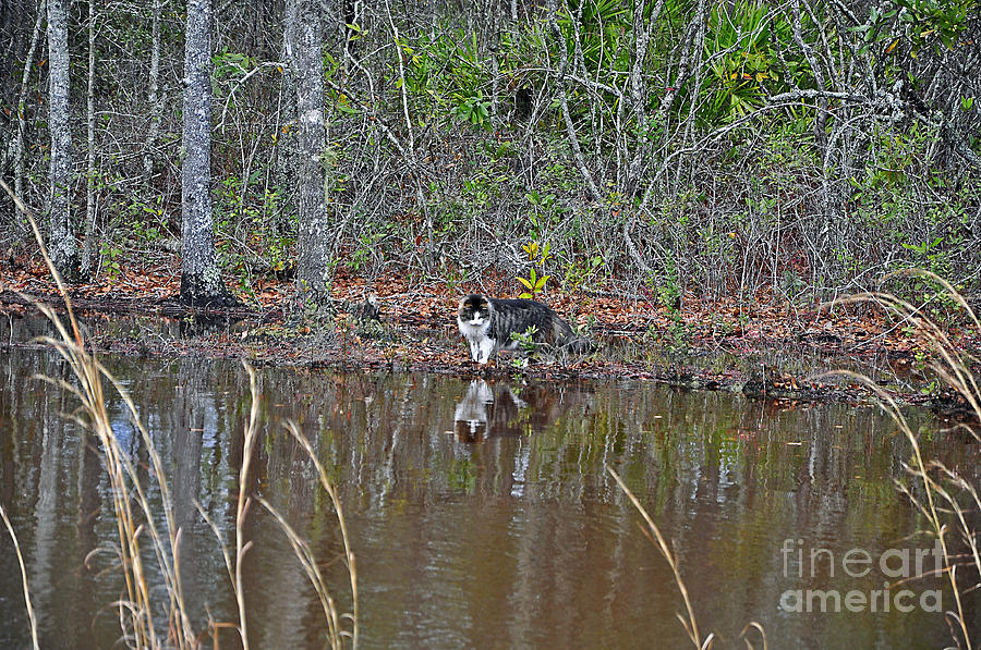 Fishing Feline Photograph by Al Powell Photography USA