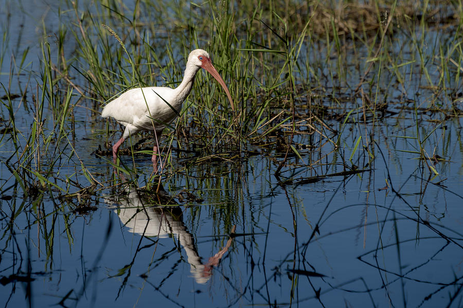 Ibis Photograph - Fishing For Lunch by Russ Burch