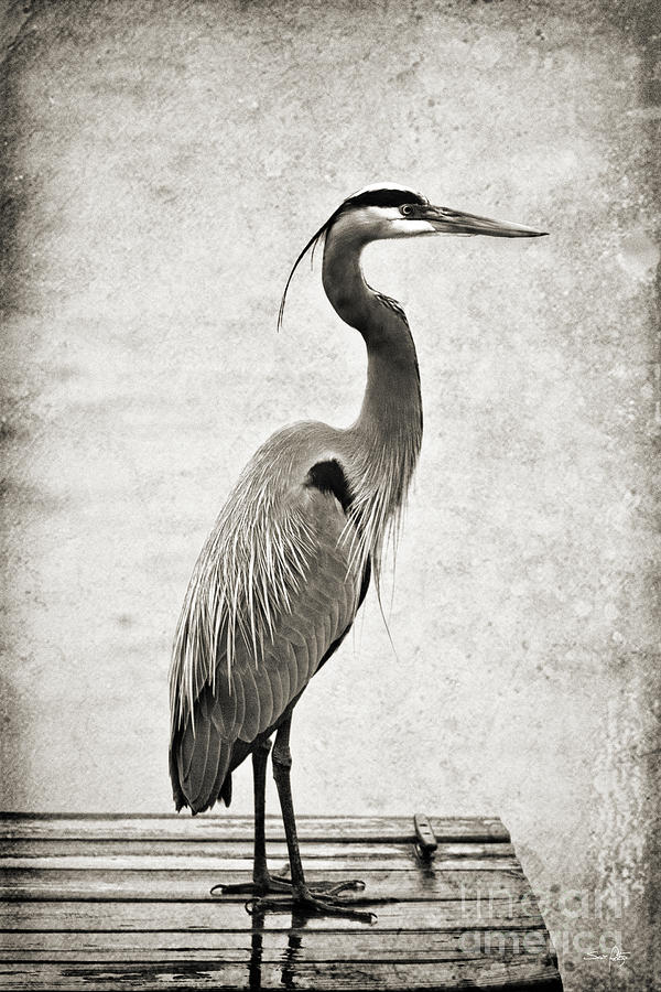 Heron Photograph - Fishing from the Dock by Scott Pellegrin