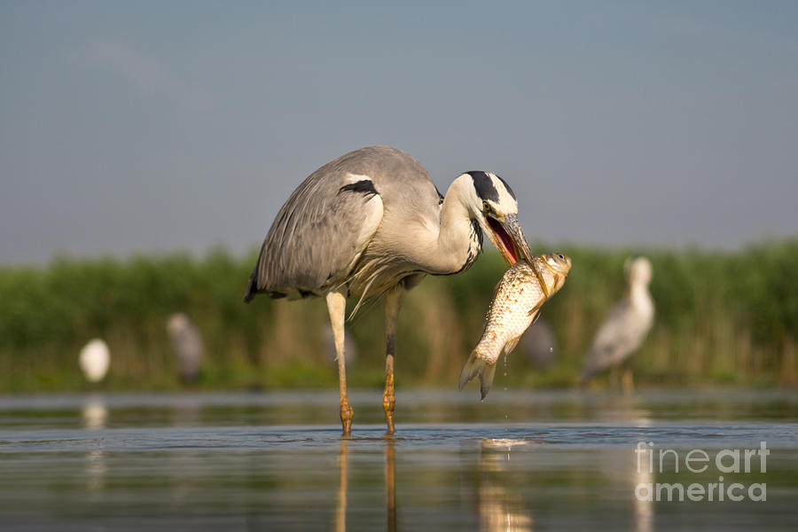 Fish Photograph - Fishing Grey Heron by Eszter Kovacs