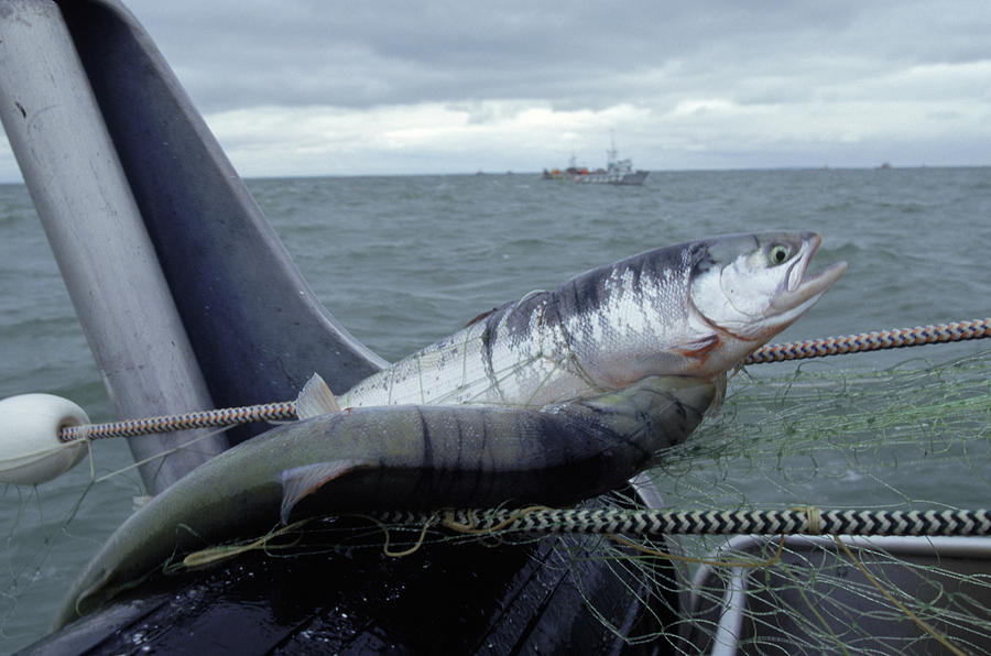 Fishing In Alaska Photograph by Robb Kendrick