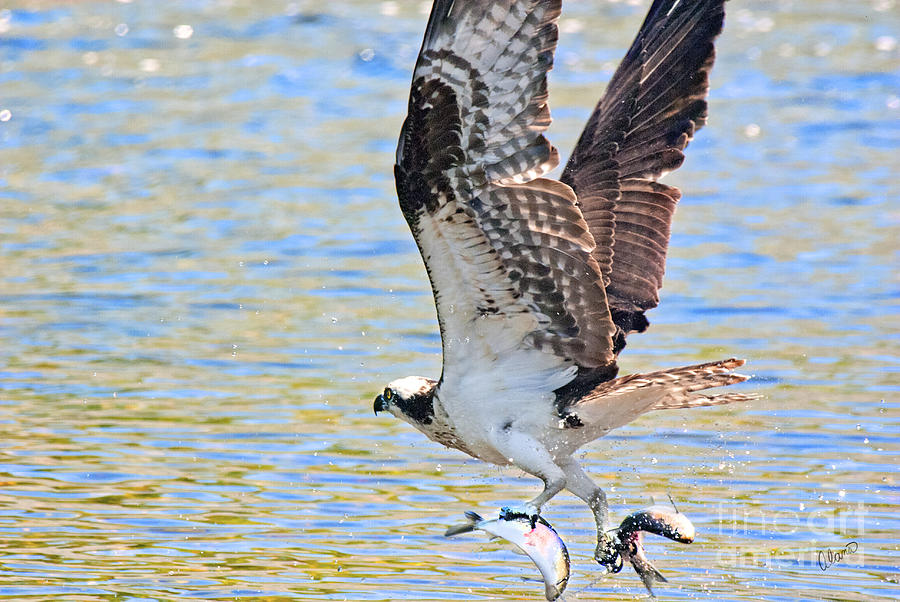 Osprey Photograph - Fishing Osprey by Alana Ranney