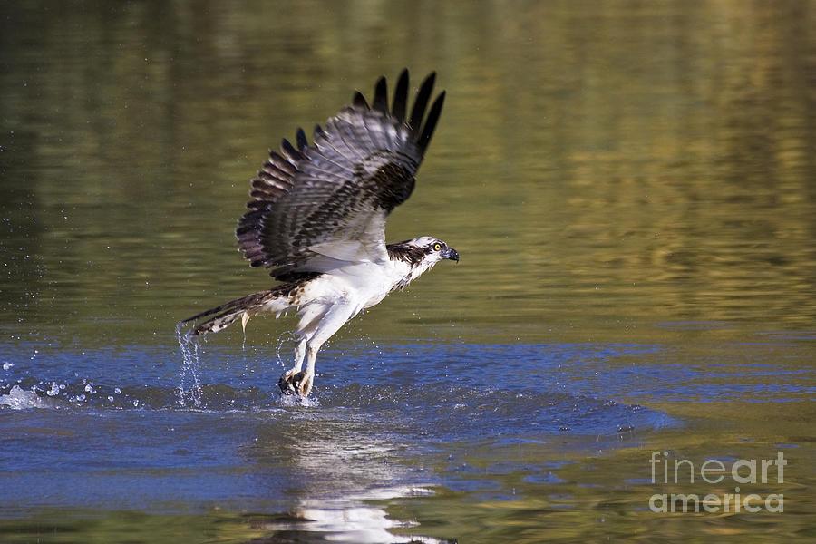 Osprey Photograph - fishing Osprey by Ruth Jolly