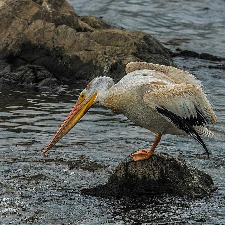 Fishing Pelican Photograph by Paul Freidlund