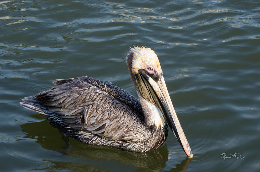 Fishing Pelican Photograph by Susan Molnar