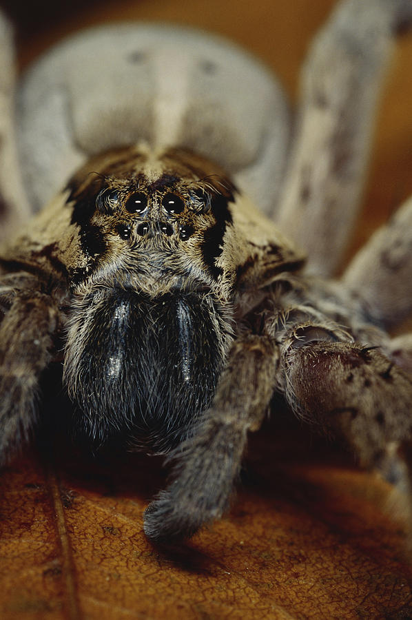 Fishing Spider Photograph by Simon D. Pollard