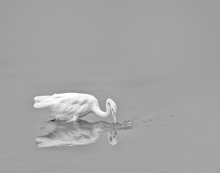 Fishing White Egret Photograph by Peg Runyan