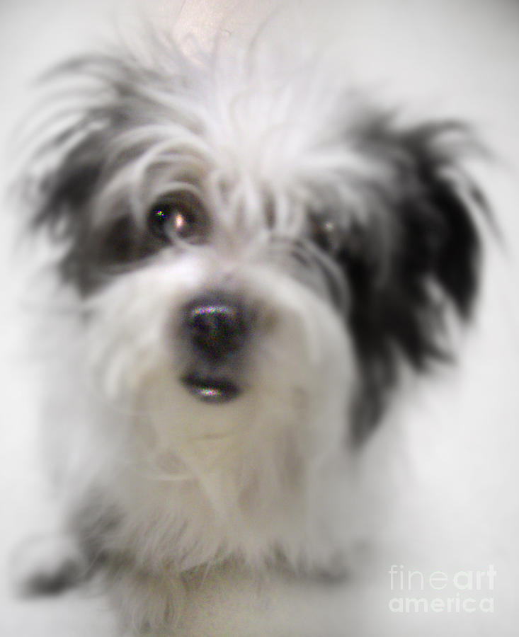 Dog Photograph - Fitzu by Leslie Fagan
