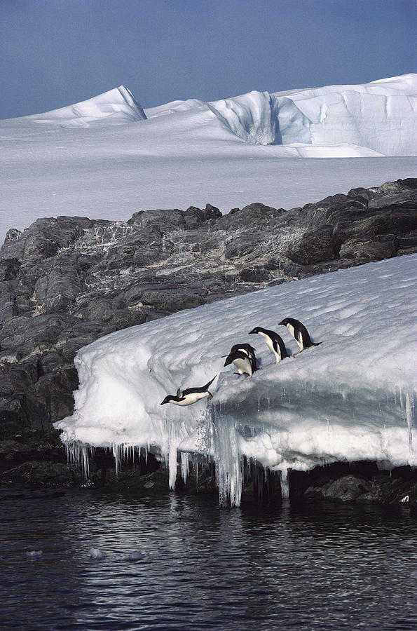 Five Adelie Penguins Diving Antarctica Photograph by Colin Monteath