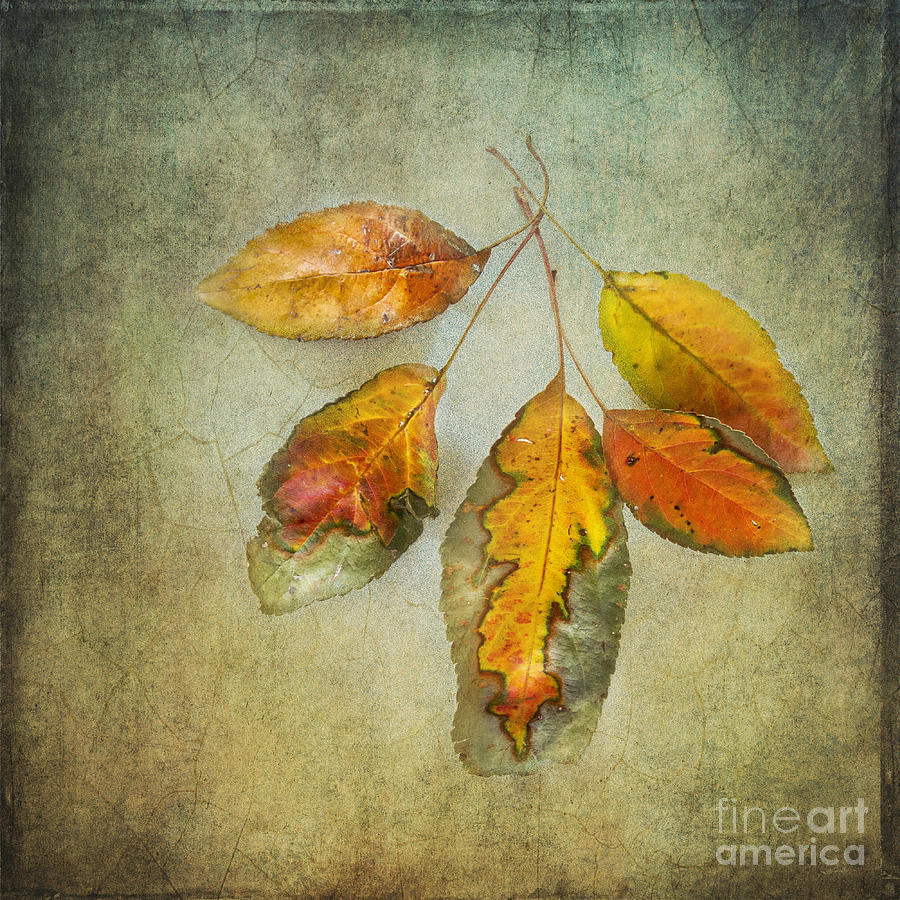 Five Autumn Leaves Photograph by Betty LaRue