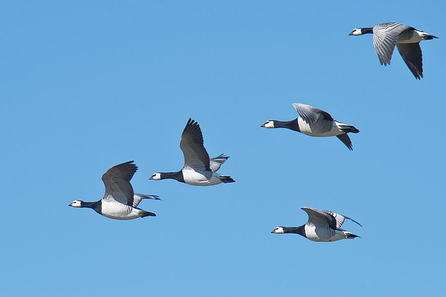 Five barnacle geese flying in sky, East Frisia, Lower Saxony, Germany Photograph by Gerdtromm