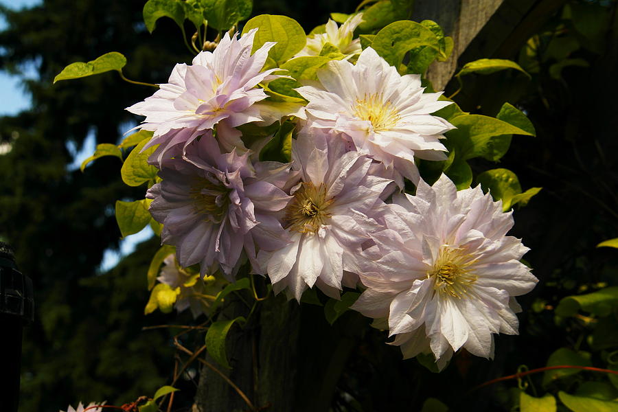 Flower Photograph - Five Beauties by Jeff Swan
