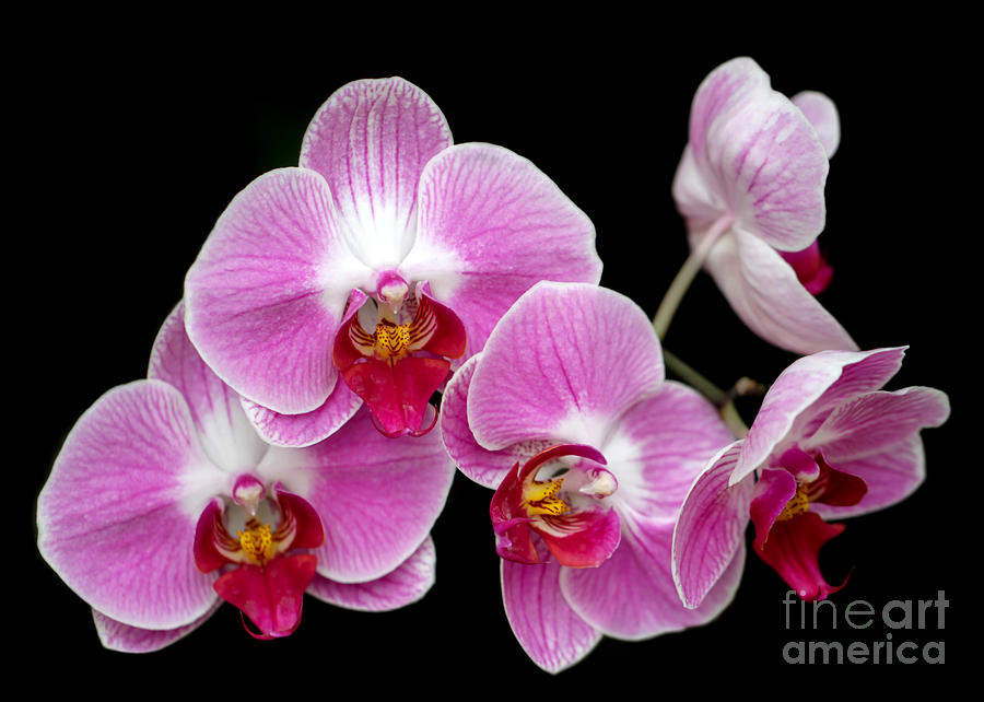 Cool Photograph - Five Beautiful Pink Orchids by Sabrina L Ryan