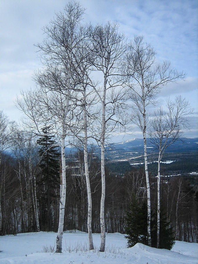 Five Birch Trees Photograph by Vance Bell