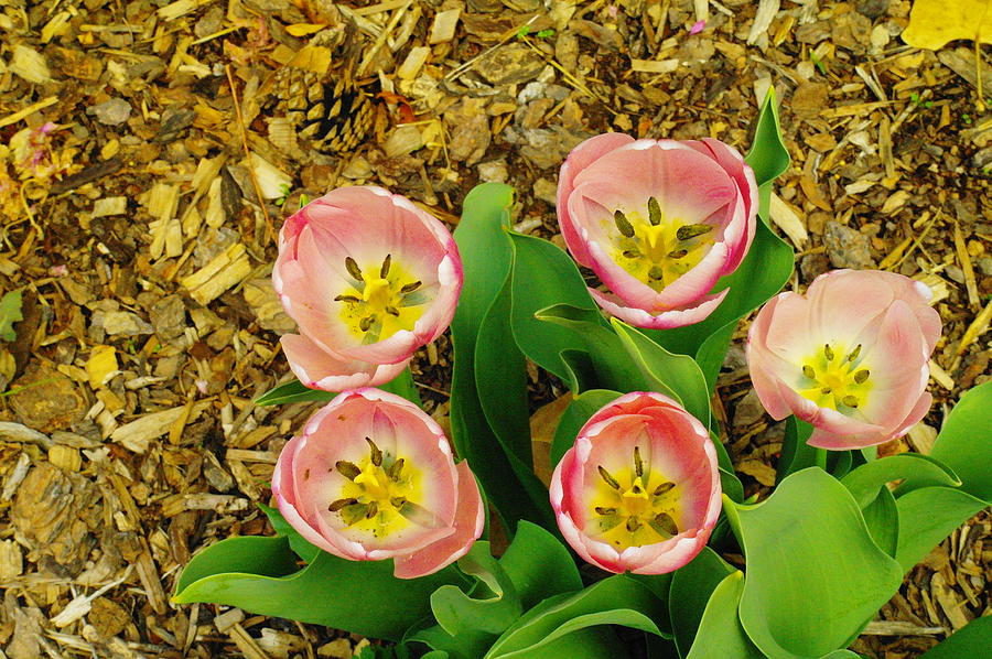 Five Bloomnig Smiles Photograph