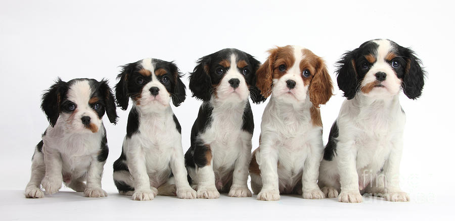 Five Cavalier King Charles Spaniel Photograph by Mark Taylor