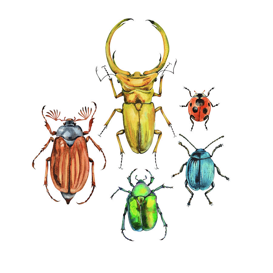 colorful beetles