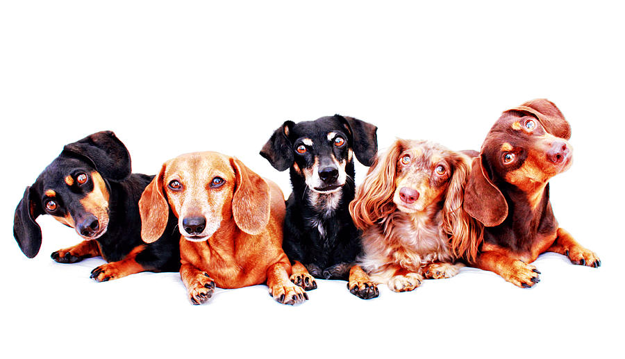 Dachshund Photograph - Five Dachshunds  by Johnny Ortez-Tibbels