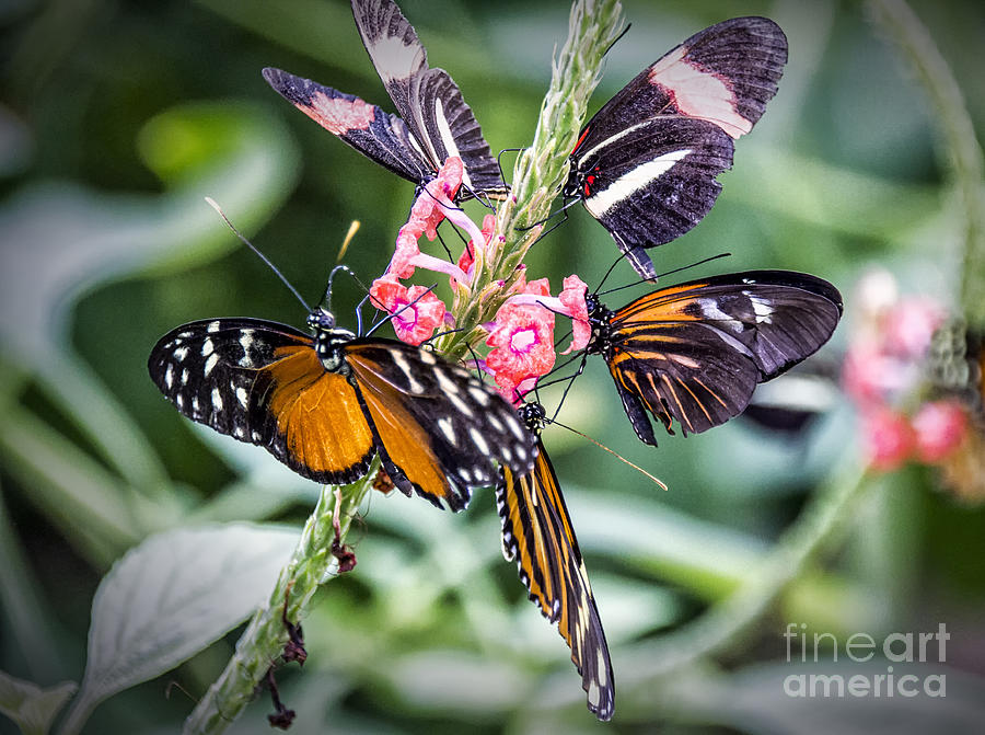 Five Dining Butterflies Digital Art by Georgianne Giese