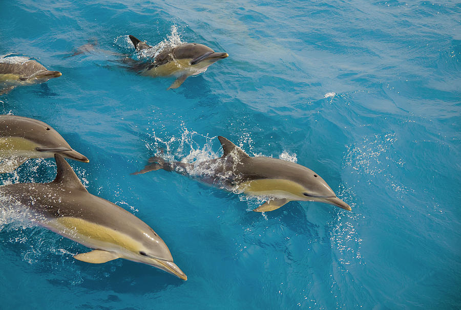 Five Dolphins Surfacing At Speed Photograph by Kim Westerskov