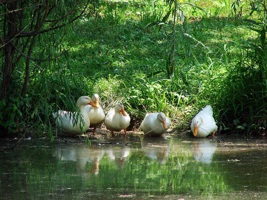 Five Ducks at the Pond Photograph by Cynthia  Clark