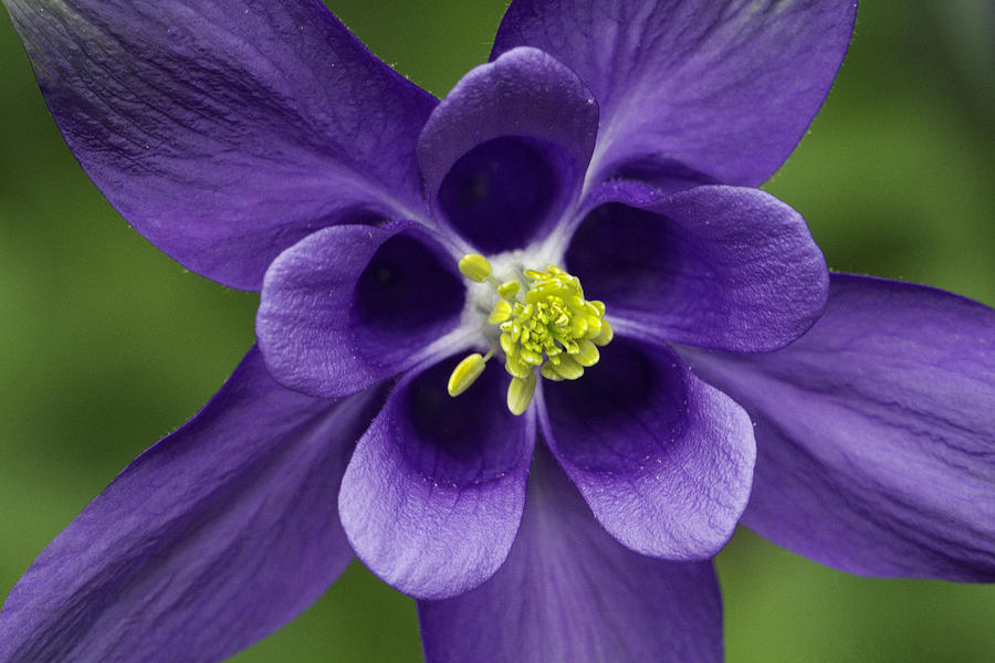 Five Fold Symmetry Columbine Flower Photograph by Constantine Gregory