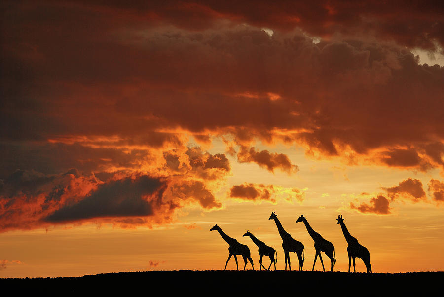 Nature Photograph - Five Giraffes by Muriel Vekemans