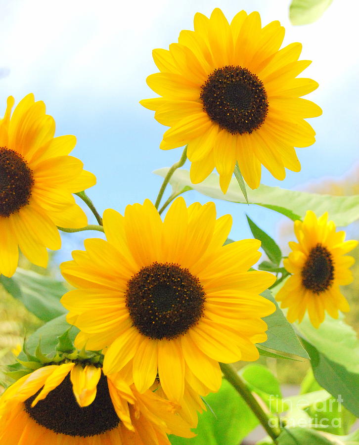 Five Gorgeous Sunflower Heads Photograph by Eunice Miller