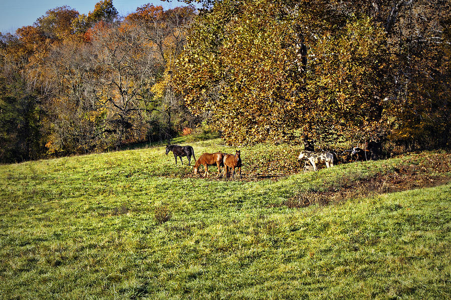 Five Horses Photograph by Cricket Hackmann