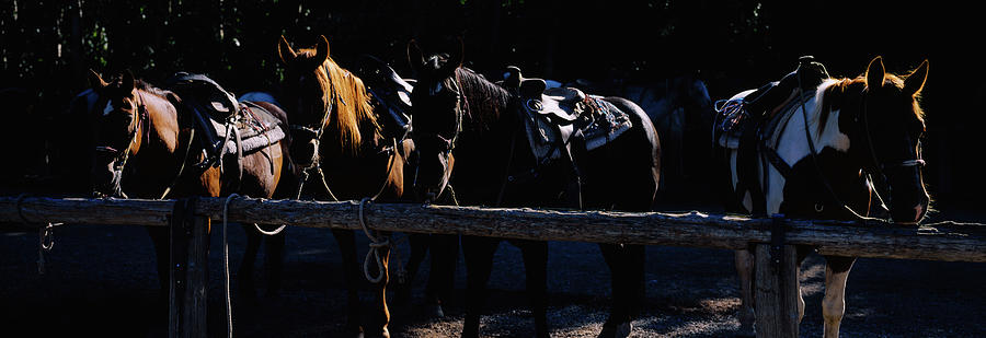 Horse Photograph - Five Horses Standing In A Row by Animal Images