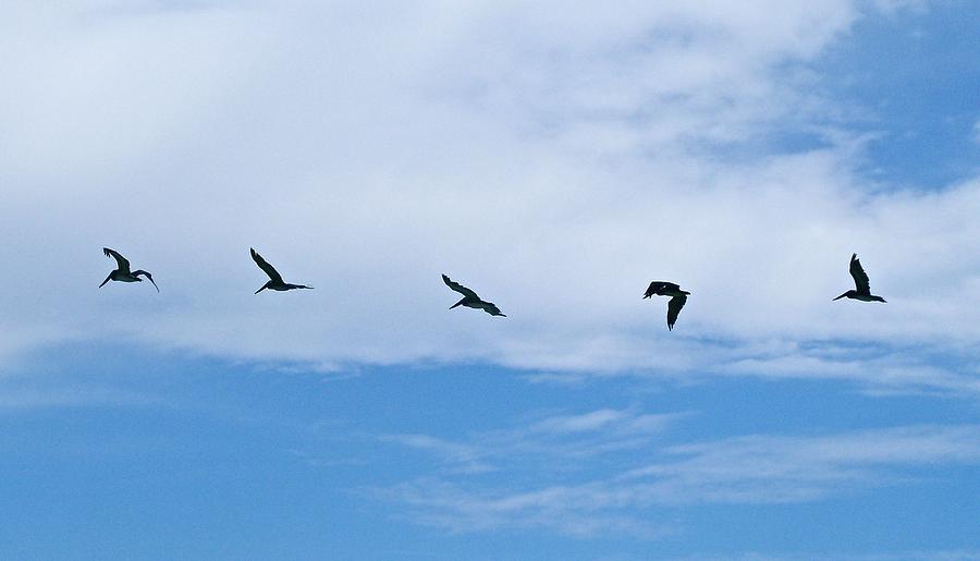 Bird Photograph - Five in Flight by Dana Doyle