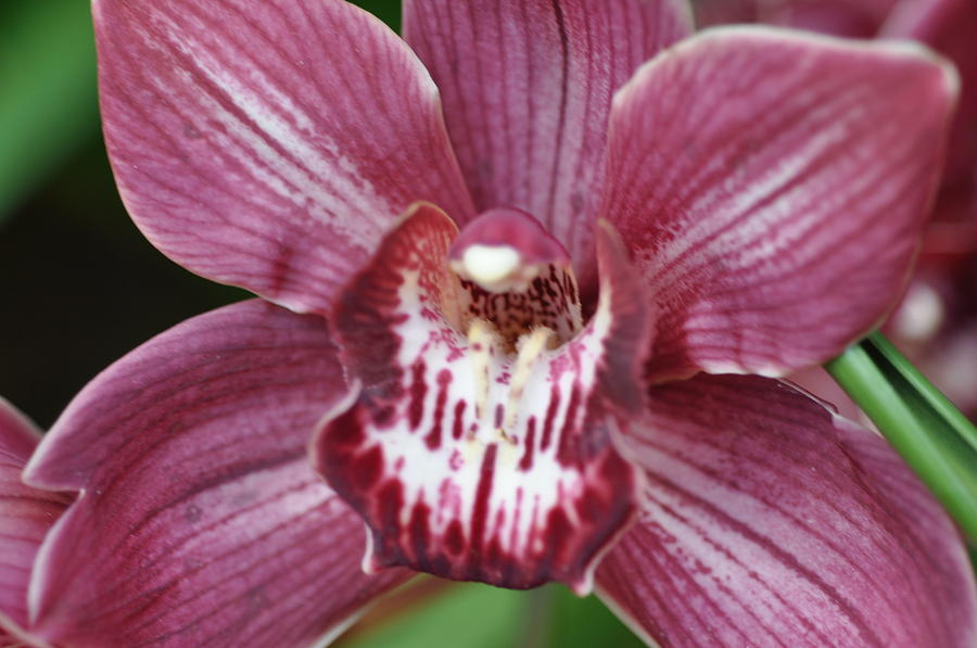 Five Leaf Orchid Photograph by Sue Morris