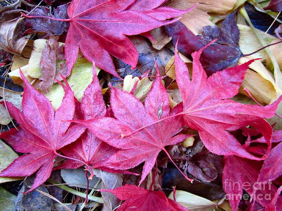 Five Leaves Among Many Photograph by Cynthia  Clark